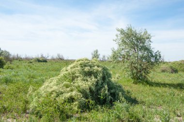 Bozkır, çayır, veldt, veld, taşkın