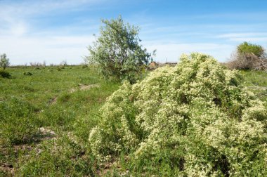 Bozkır, çayır, veldt, veld, taşkın