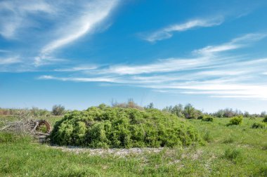 Bozkır, çayır, veldt, veld, taşkın
