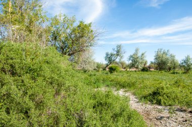 Bozkır, çayır, veldt, veld, taşkın