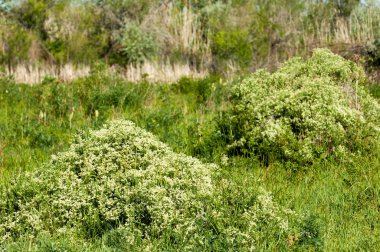 Bozkır, çayır, veldt, veld, taşkın