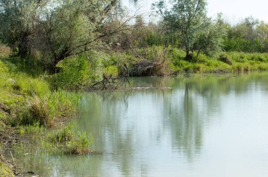 Bozkır nehir sazlık yaz