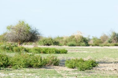 Bozkır, çayır, veldt, veld, taşkın