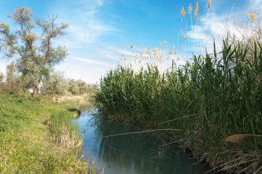 Bozkır nehir sazlık yaz