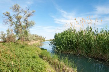 Bozkır nehir sazlık yaz