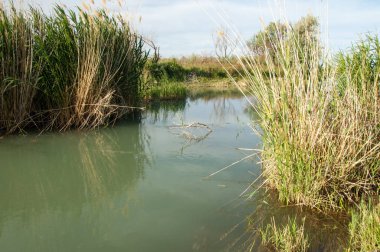 Bozkır nehir sazlık yaz
