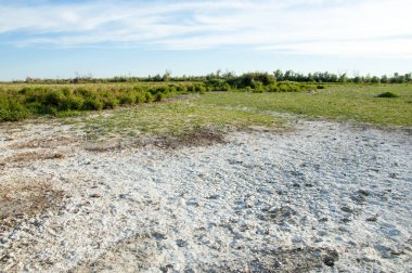 Bozkır tuzlu topraklar. tuz tuz tuz. Bozkır çayır ve