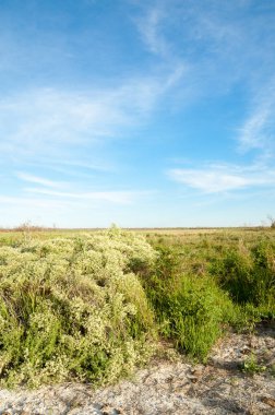 Bozkır tuzlu topraklar