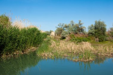 Bozkır nehir sazlık yaz