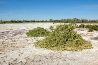 Bozkır tuzlu topraklar