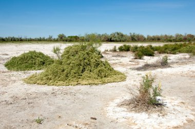 Bozkır tuzlu topraklar