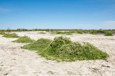 Bozkır tuzlu topraklar