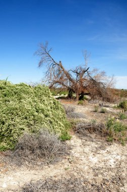 Bozkır tuzlu topraklar