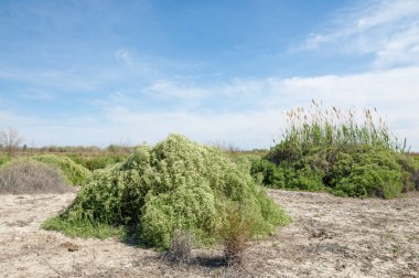 Bozkır tuzlu topraklar
