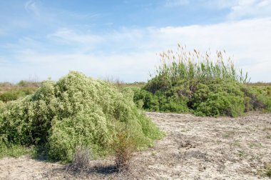 Bozkır tuzlu topraklar