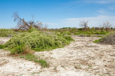 Bozkır tuzlu topraklar