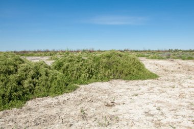 Bozkır tuzlu topraklar