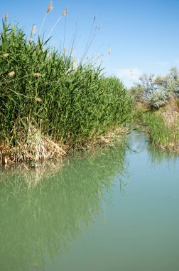 Bozkır nehir sazlık yaz