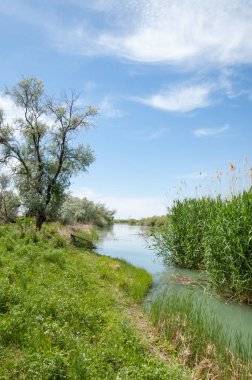 Bozkır nehir sazlık yaz