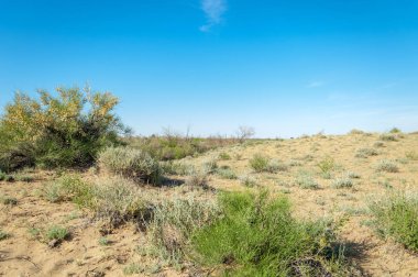 Steppe kumu. Çölde ilkbahar