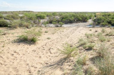 Steppe kumu. Çölde ilkbahar