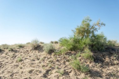 Steppe kumu. Çölde ilkbahar