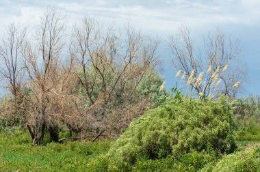 Steppe ve Kazakistan. Çölde ilkbahar. I deltası.