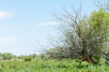 Steppe ve Kazakistan. Çölde ilkbahar. I deltası.