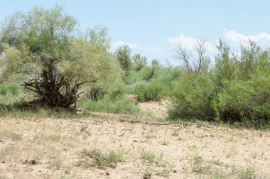 Steppe ve Kazakistan. Çölde ilkbahar. I deltası.