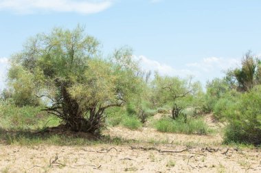 Steppe ve Kazakistan. Çölde ilkbahar. I deltası.