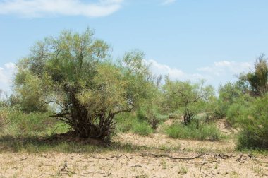 Steppe ve Kazakistan. Çölde ilkbahar. I deltası.