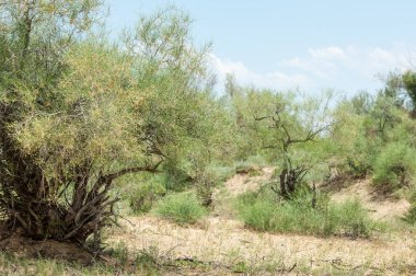 Steppe ve Kazakistan. Çölde ilkbahar. I deltası.