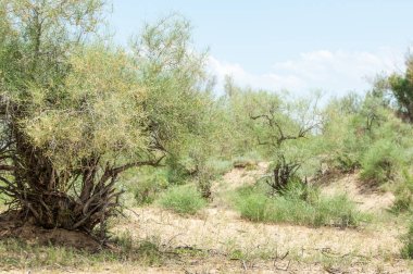 Steppe ve Kazakistan. Çölde ilkbahar. I deltası.