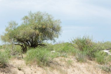Steppe ve Kazakistan. Çölde ilkbahar. I deltası.