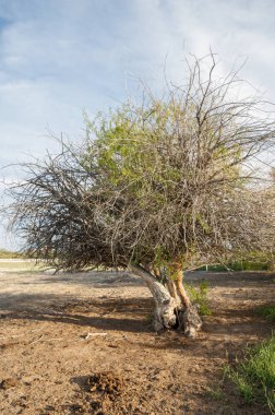 Steppe. Yalnız ağaç. Serum. Ağaçsız, zayıf nem ve genel olarak