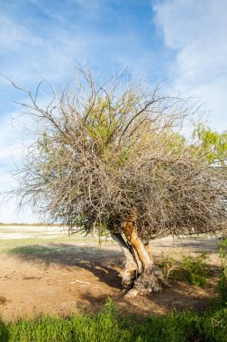 Steppe. Yalnız ağaç. Serum. Ağaçsız, zayıf nem ve genel olarak