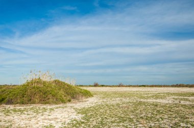 Steppe. Tuzlu çalı bitkisi. Ağaçsız, zayıf nem ve gen.