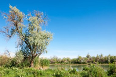 Steppe. Elaeagnus ağacı nehrin yanında büyüyor. Gümüş çilek ya da eski