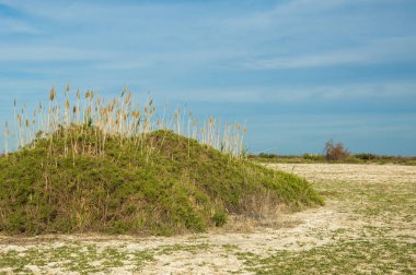 Steppe. Tuzlu çalı bitkisi. Ağaçsız, zayıf nem ve gen.