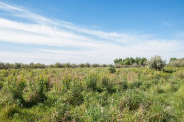 Steppe. Elaeagnus ağacı nehrin yanında büyüyor. Gümüş çilek ya da eski