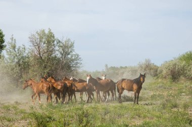 Steppe. Bozkırdaki atlar