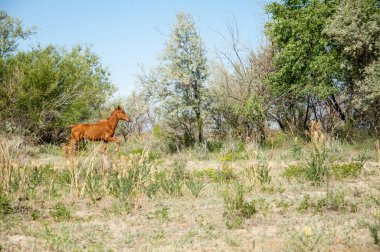 Steppe. Bozkırdaki atlar