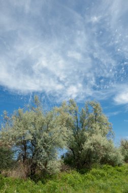 Steppe. Elaeagnus ağacı nehrin yanında büyüyor. Gümüş çilek ya da eski