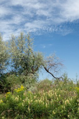 Steppe. Elaeagnus ağacı nehrin yanında büyüyor. Gümüş çilek ya da eski