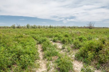 Baharın başında bozkır. Doğa, seyahat