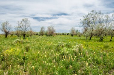 Baharın başında bozkır. Doğa, seyahat