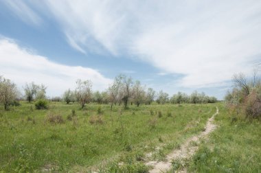 Baharın başında bozkır. Doğa, seyahat