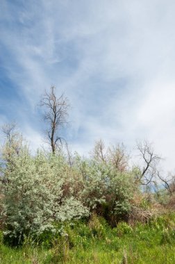 Baharın başında bozkır. Doğa, seyahat