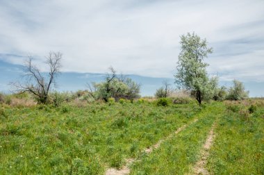 Baharın başında bozkır. Doğa, seyahat