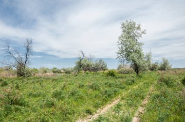 Steppe. Elaeagnus ağacı. Gümüşüzümü ya da oleaster, nehir taşkını